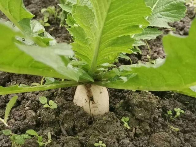 各地区种植萝卜白菜的时间，帮大家整理出来了，不要弄错哦