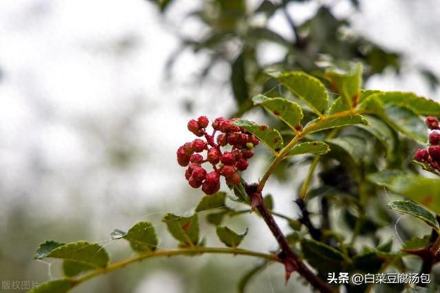 花椒的种植方法