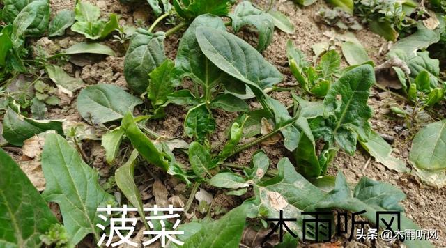 惊蛰适宜种植什么蔬菜？把握种植技巧，蔬菜长得好