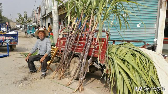 农民种植甘蔗，采取“车轮”销售法，一亩多赚6000元