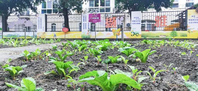 撷雅秋事忙，金小少年乐开荒丨金桥小学撷雅元种植探究课程