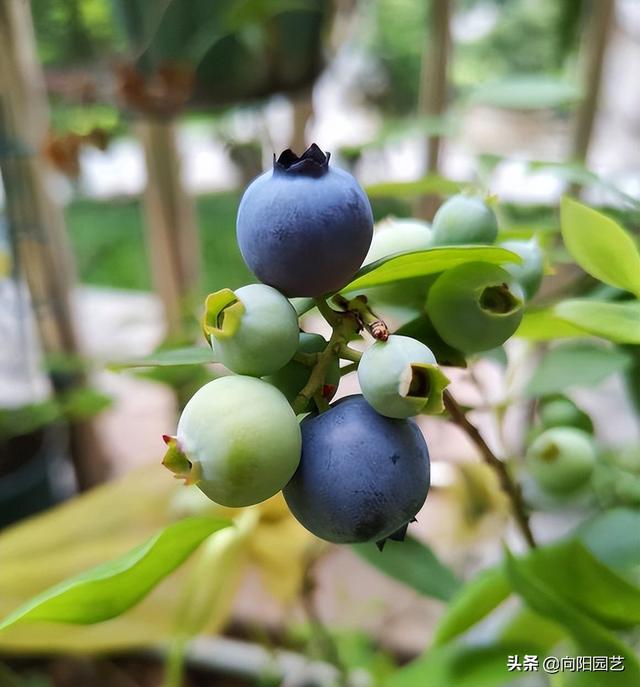 在家种蓝莓，放在露台上，自然授粉，不用管理，夏天结果子