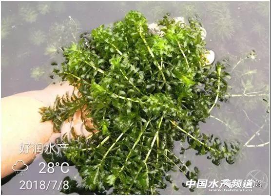 养蟹种草成功的关键点有哪些？