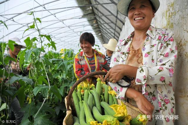 丝瓜畸形、苦味如何才能防治？如何种植管理才能高产？