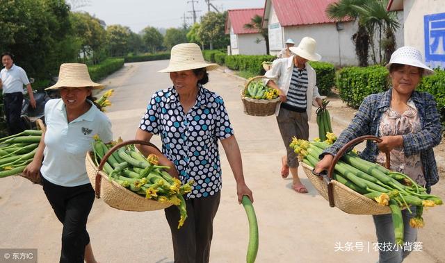 丝瓜畸形、苦味如何才能防治？如何种植管理才能高产？