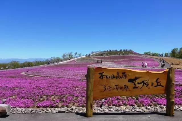 初夏绽放、长在地上！初夏的樱花——芝樱