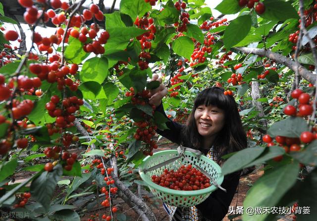 樱桃摘果后，要重点抓好追肥、夏剪、促花、保叶和病虫害防治管理