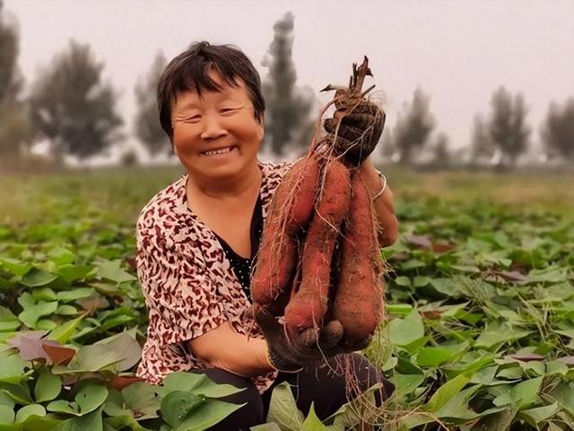 红薯高产有技巧，掌握“1控2补3鼓”多产500斤，红薯个头大口感好