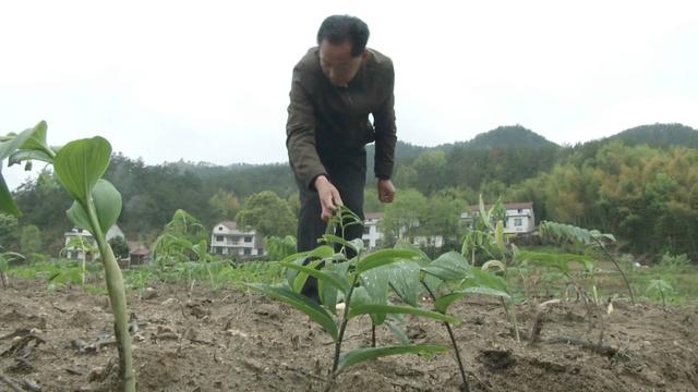 地里种“黄金”，乡亲还说自己是懒人，种下5年不咋管，一亩产值7万块！