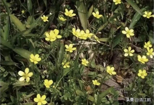 3月底开花，块根形似猫爪的植物，“6步骤”教你高效丰产栽培