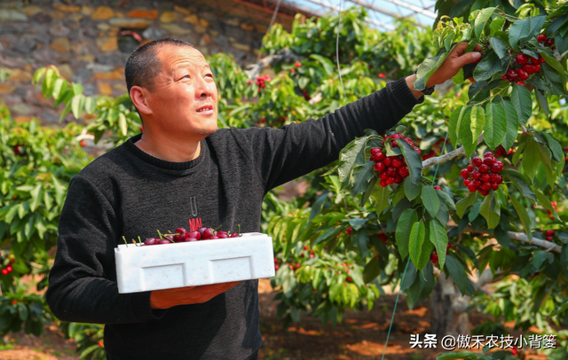 樱桃摘果后，要重点抓好追肥、夏剪、促花、保叶和病虫害防治管理