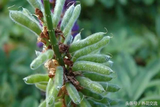 花朵灿烂醉人的鲁冰花，没想到种地里就能保持多年开花