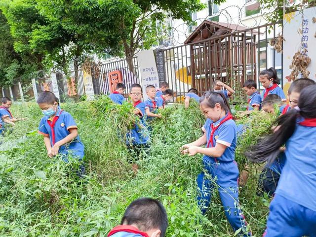 撷雅秋事忙，金小少年乐开荒丨金桥小学撷雅元种植探究课程