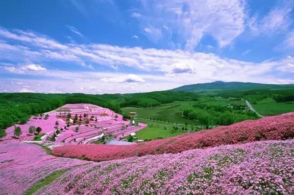 初夏绽放、长在地上！初夏的樱花——芝樱