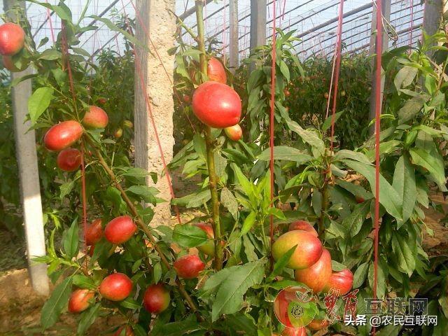 油桃种植管理技术！