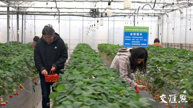 赵亚夫和他的农民朋友们｜20棵草莓苗，在这里长成千万元级富民产业