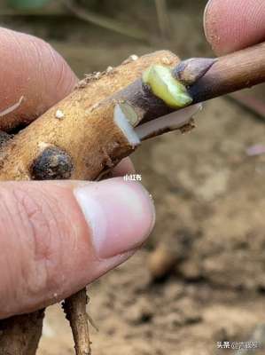 福建芍药种植基地-江南观赏牡丹自生根砧嫁接繁殖技术试验