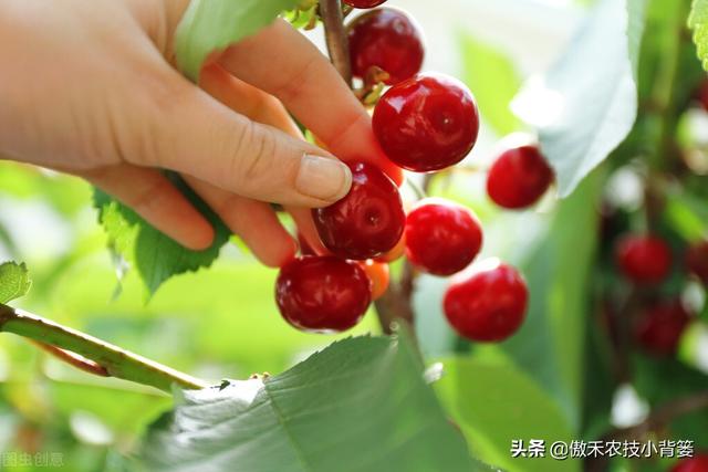 樱桃摘果后，要重点抓好追肥、夏剪、促花、保叶和病虫害防治管理