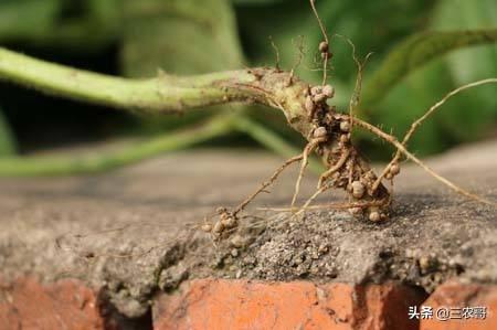 种植技术｜大幅提高豇豆产量的4个技术要点