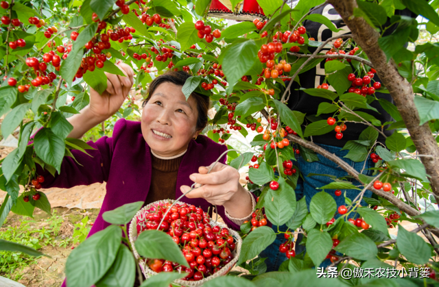 樱桃摘果后，要重点抓好追肥、夏剪、促花、保叶和病虫害防治管理