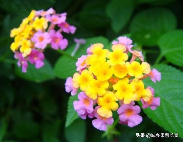 【观赏名花】花色多变的五色梅，繁殖养护有诀窍，四季观赏花不断