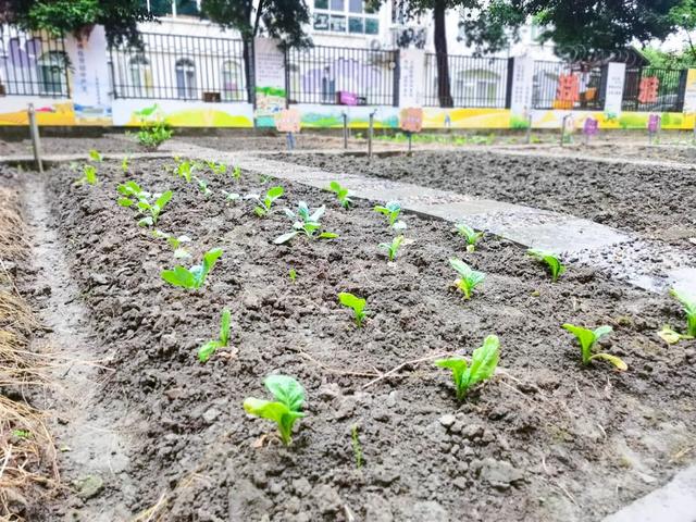 撷雅秋事忙，金小少年乐开荒丨金桥小学撷雅元种植探究课程