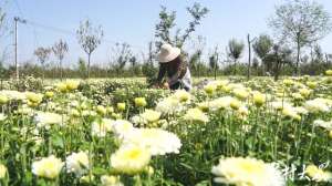 安徽亳州适合种植什