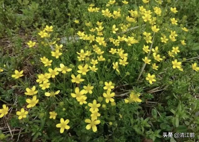 3月底开花，块根形似猫爪的植物，“6步骤”教你高效丰产栽培