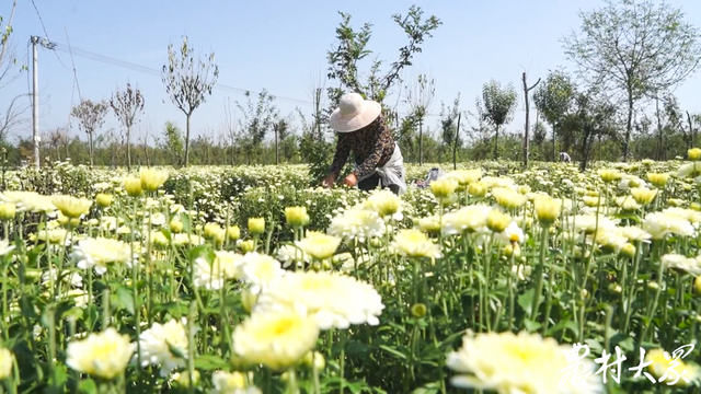 悠悠药草香，致富成良方