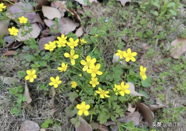 3月底开花，块根形似猫爪的植物，“6步骤”教你高效丰产栽培