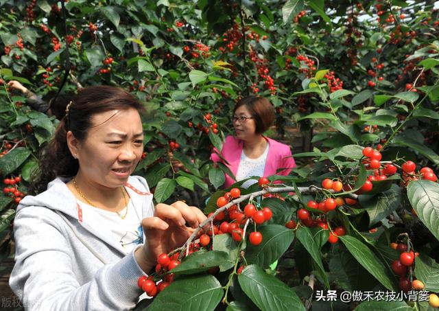 樱桃摘果后，要重点抓好追肥、夏剪、促花、保叶和病虫害防治管理