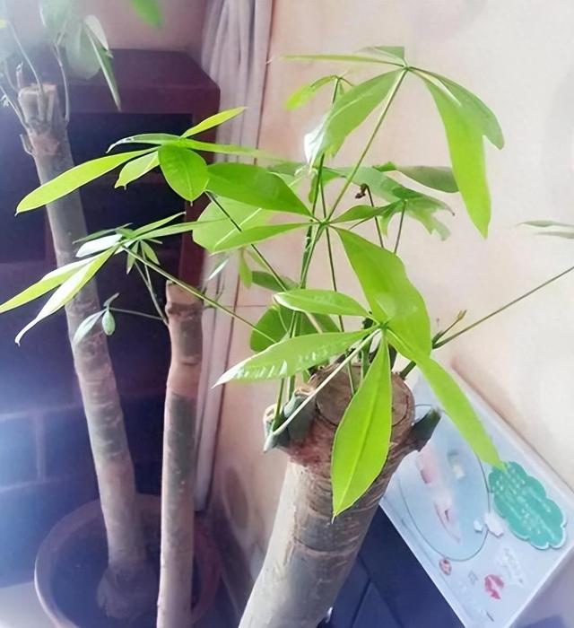 狂剃7种花，长势更强劲