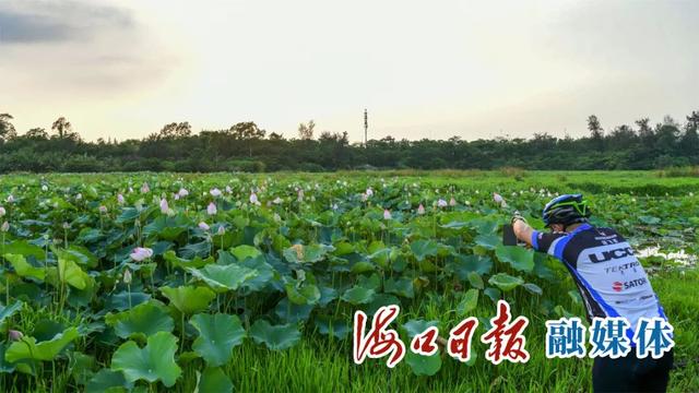 海口发展“荷花经济”，助推乡村振兴