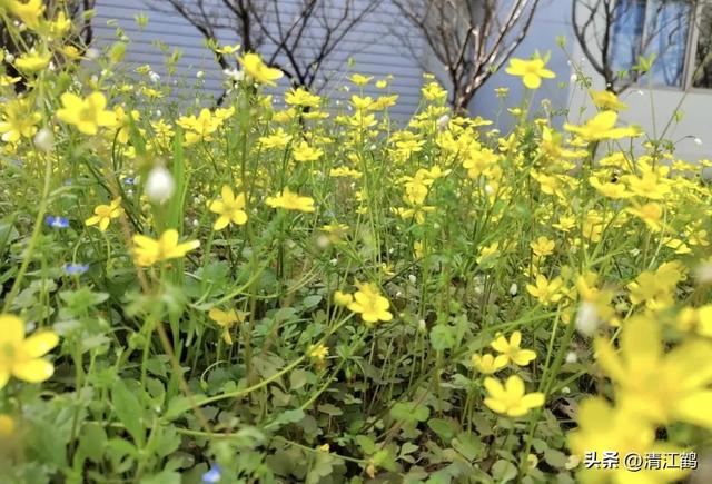 3月底开花，块根形似猫爪的植物，“6步骤”教你高效丰产栽培