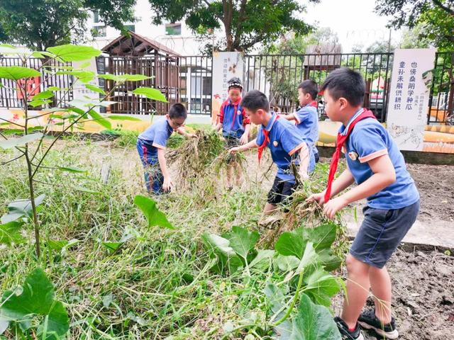 撷雅秋事忙，金小少年乐开荒丨金桥小学撷雅元种植探究课程