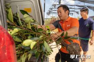 长沙苗木种植-奔波于“花木之乡”的货车司机 载着苗木完成夏日迁徙