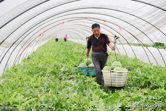 一年收5茬，一亩地多赚4000块，台州多茬西瓜栽培模式，你学不会