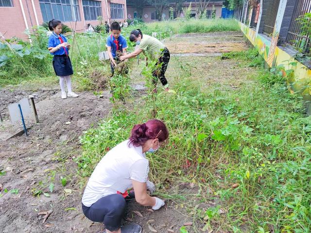 撷雅秋事忙，金小少年乐开荒丨金桥小学撷雅元种植探究课程