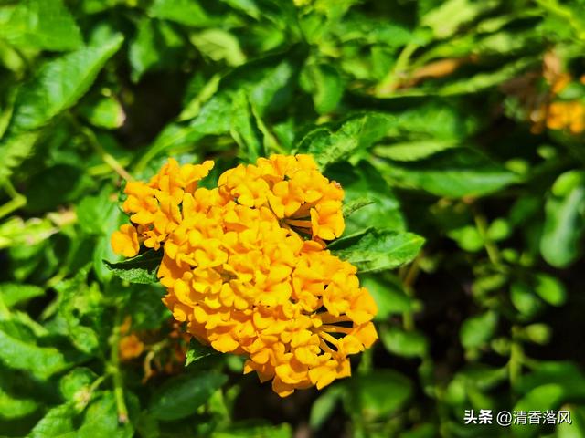 草花皇后——美女樱