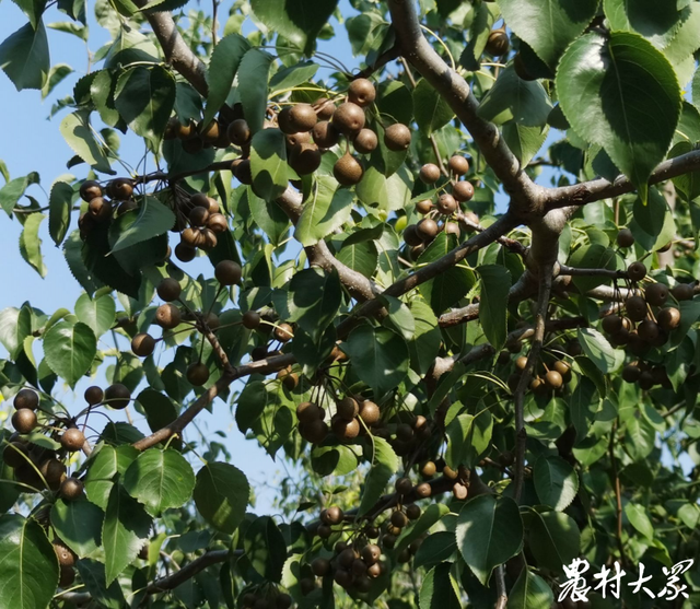 回乡五年，他一心培育乡土林木良种，让盐碱地上花开如海