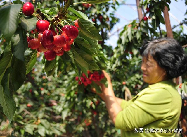 樱桃摘果后，要重点抓好追肥、夏剪、促花、保叶和病虫害防治管理