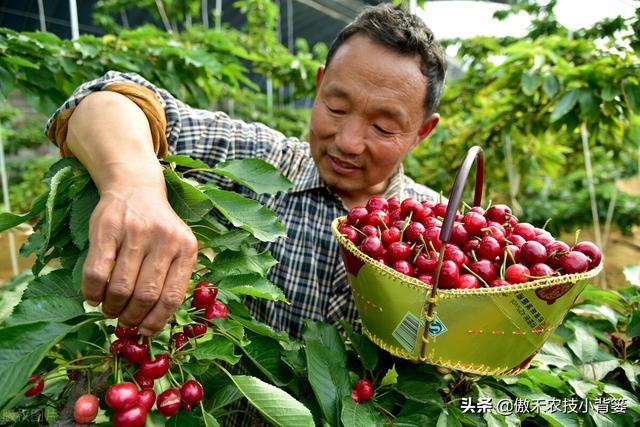 樱桃摘果后，要重点抓好追肥、夏剪、促花、保叶和病虫害防治管理