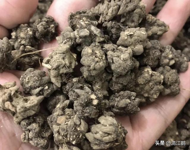 3月底开花，块根形似猫爪的植物，“6步骤”教你高效丰产栽培