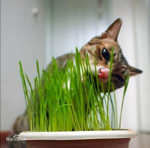 如何种植猫草-养猫小知识：自己在家种猫草