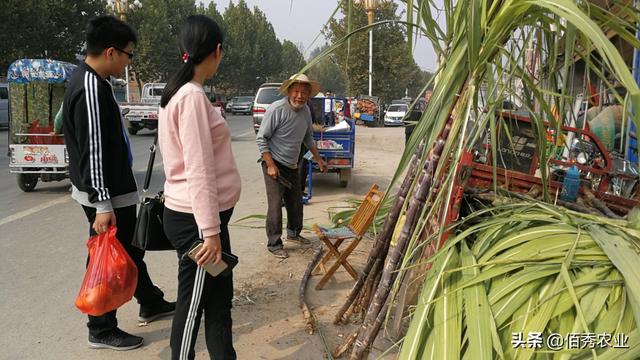 农民种植甘蔗，采取“车轮”销售法，一亩多赚6000元