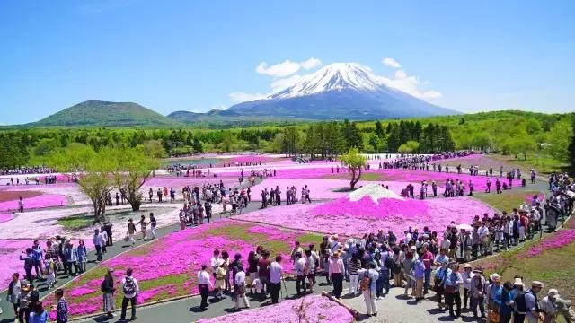 初夏绽放、长在地上！初夏的樱花——芝樱