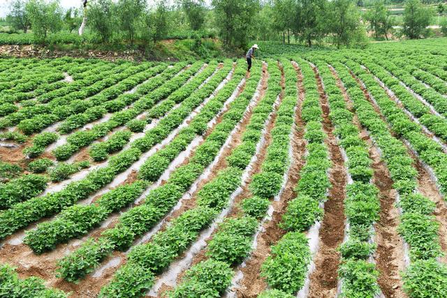 花生什么时间播种出苗率高？播种深度和播种方法，老农如是说