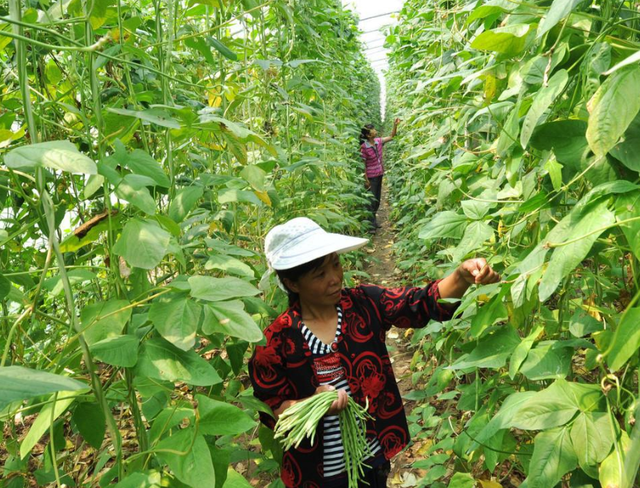 “一伏萝卜二伏菜”！7月份8种蔬菜可种植，易成活，产量高吃不完