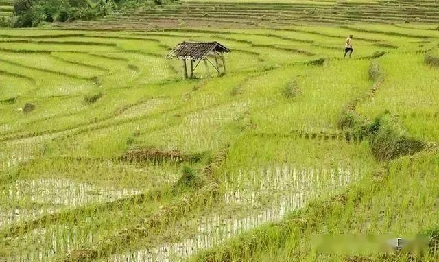 现代种植技术研究：草莓—水稻高效栽培技术