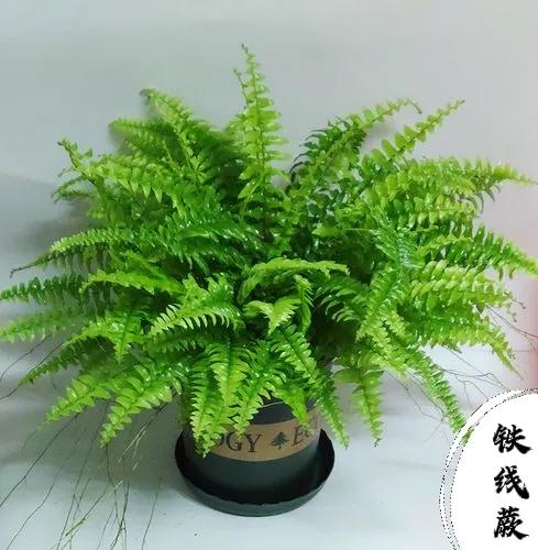 29种耐阴好养“旺人又旺财”绿植花卉，养上几盆幸福安康吉祥顺遂